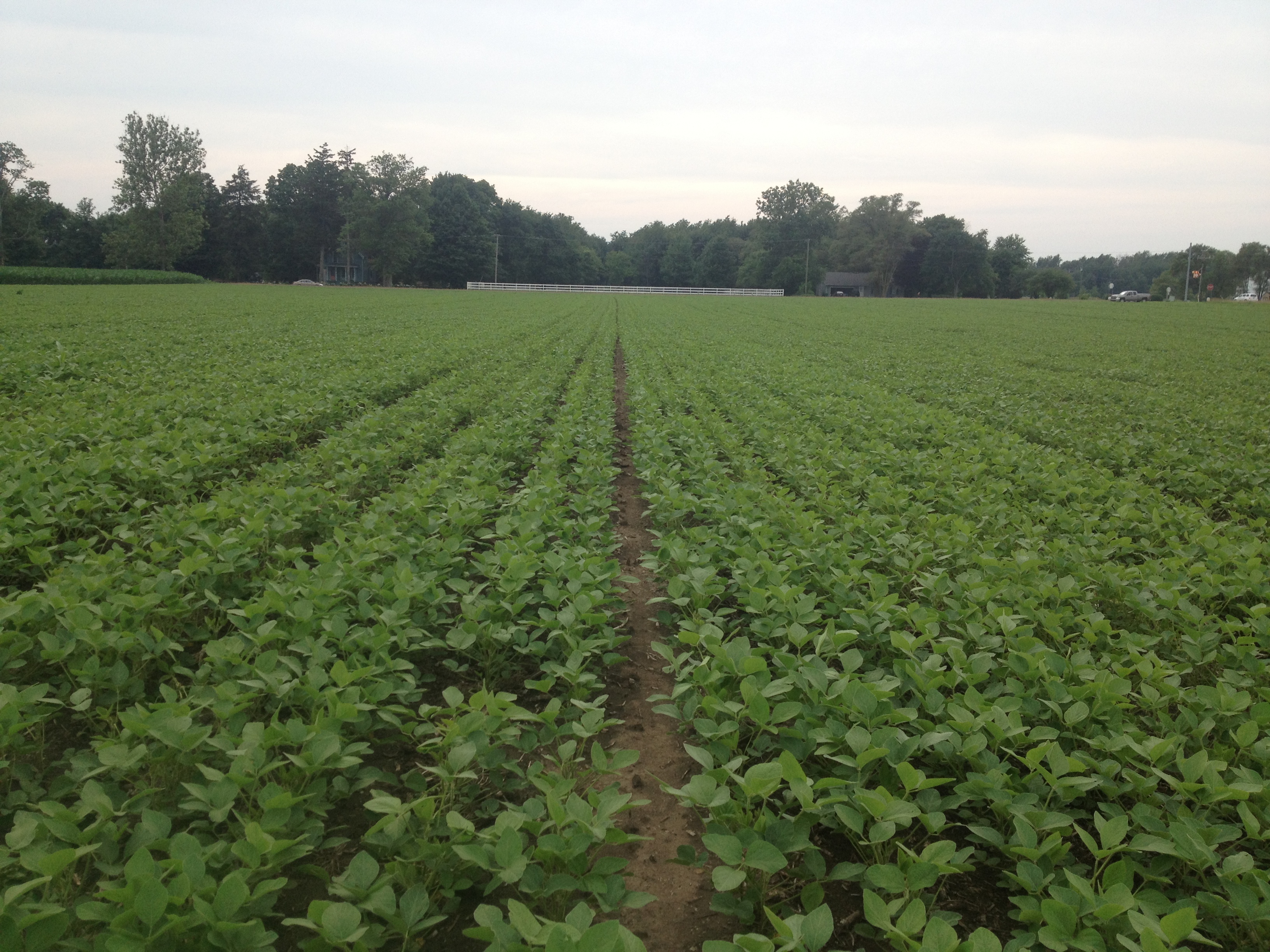 Figure 5 Medium Bush Soybean in Narrow Rows.JPG